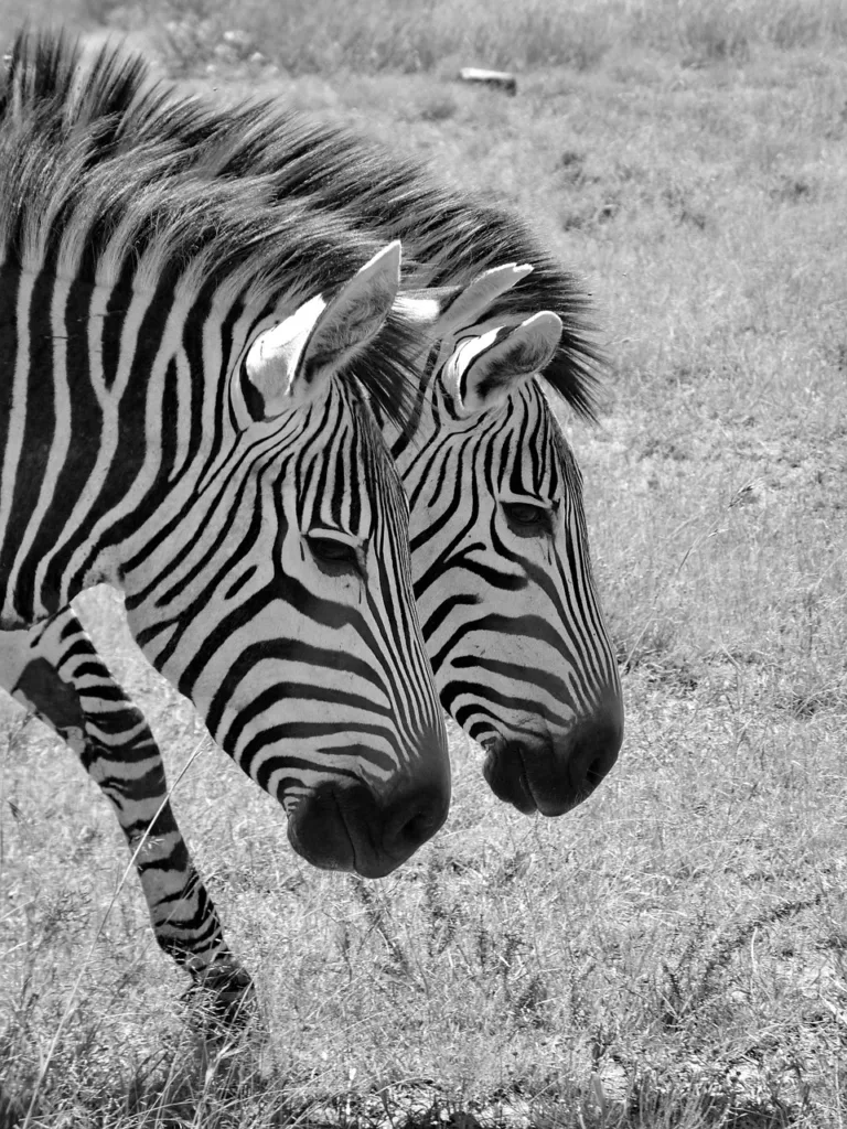 zebra 4979654 1280