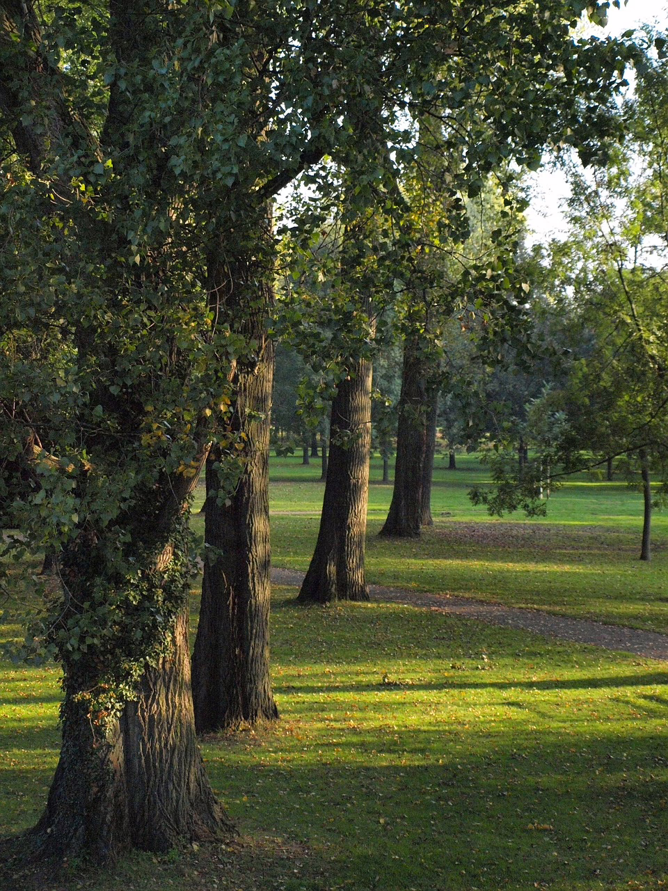 montemari poplars 473295 1280